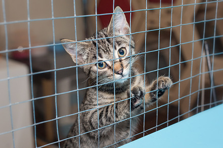 Little kitten in a shelter cage