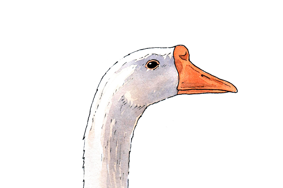 Farm Goose watercolor illustration, an Object Illustration by wedraw (Photo 3 of 3)