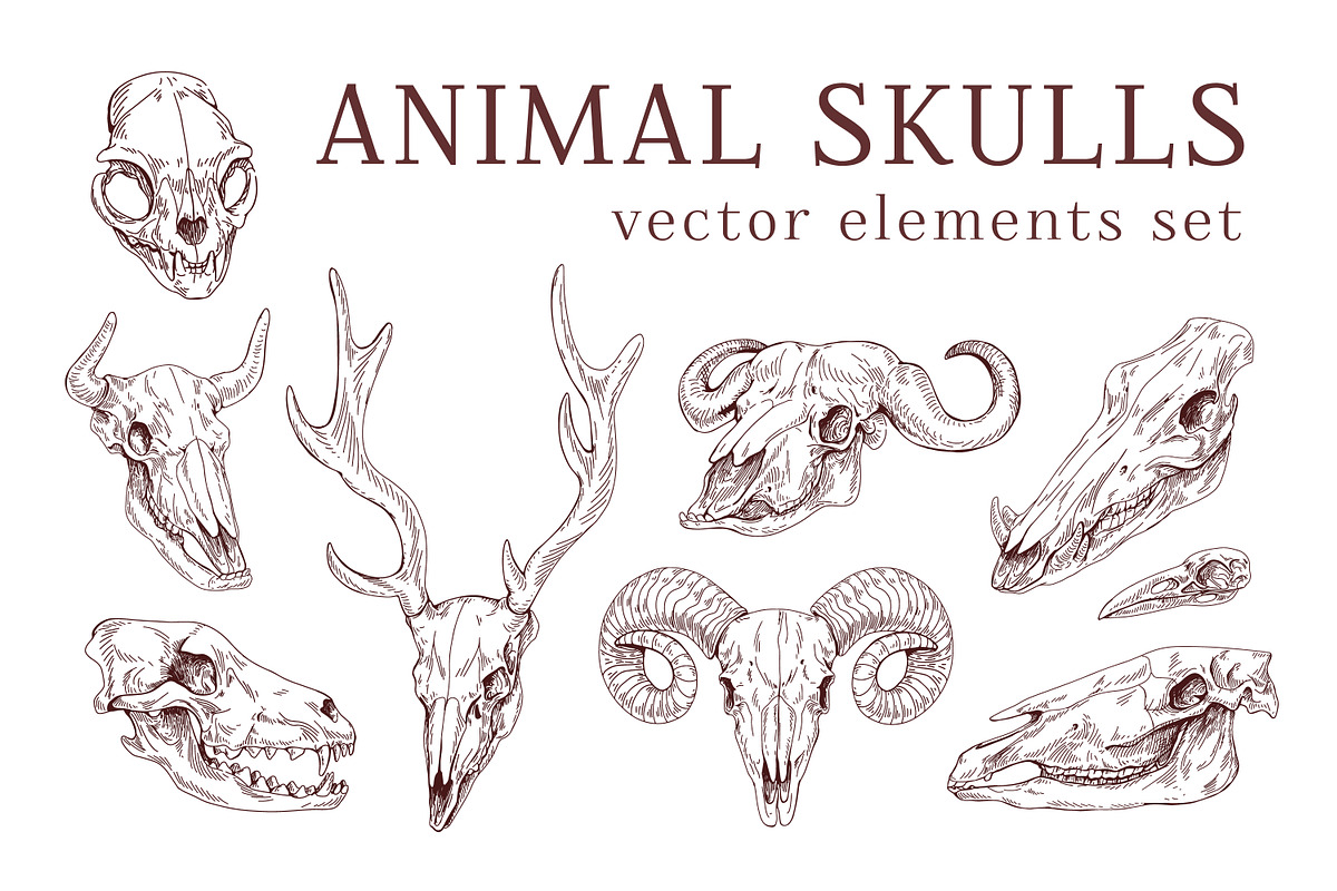 Hand drawn animal & bird skulls set, an Animal Illustration by Good Studio (Photo 1 of 2)
