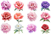PEONY flower Watercolor clipart, an Illustration by Designworld (Thumbnail 3 of 5)
