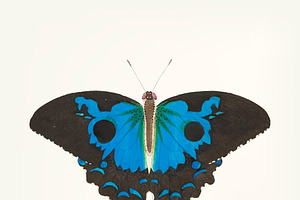 Hand Drawn Of Papilio Diomedes