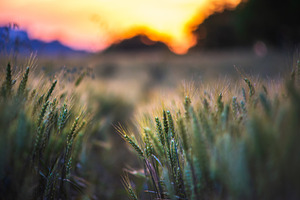 Beautiful wheat field at sunset, a Nature Photo by Mark Borbely
