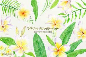 Yellow Frangipani Clip Art Watercolo