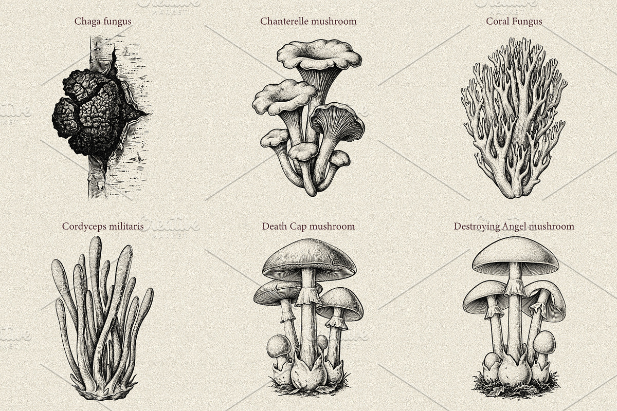 35 Mushrooms & Fungi–Engraved Vector, an Object Graphic by Gonez Studio (Photo 2 of 13)