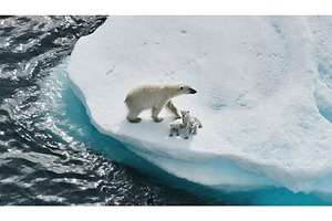 Polar bear mother with cubs on ice, an Animal Photo by Igor Tichonow