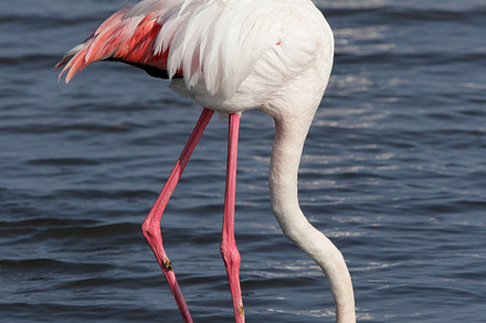 Greater flamingo containing flamingo, namibia, and phoenicopterus ruber