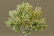 The Siberian Elm Tree, a Plants & Tree 3D Model by FuturePastCreatives (Thumbnail 6 of 8)