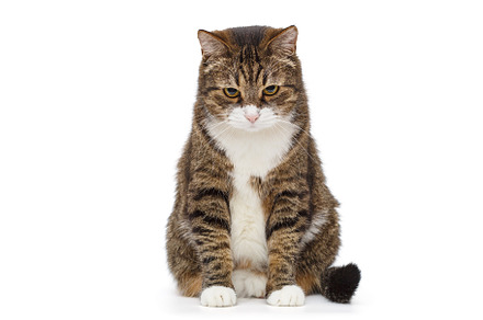 Large and serious grey cat, an Animal Photo by Okssi68