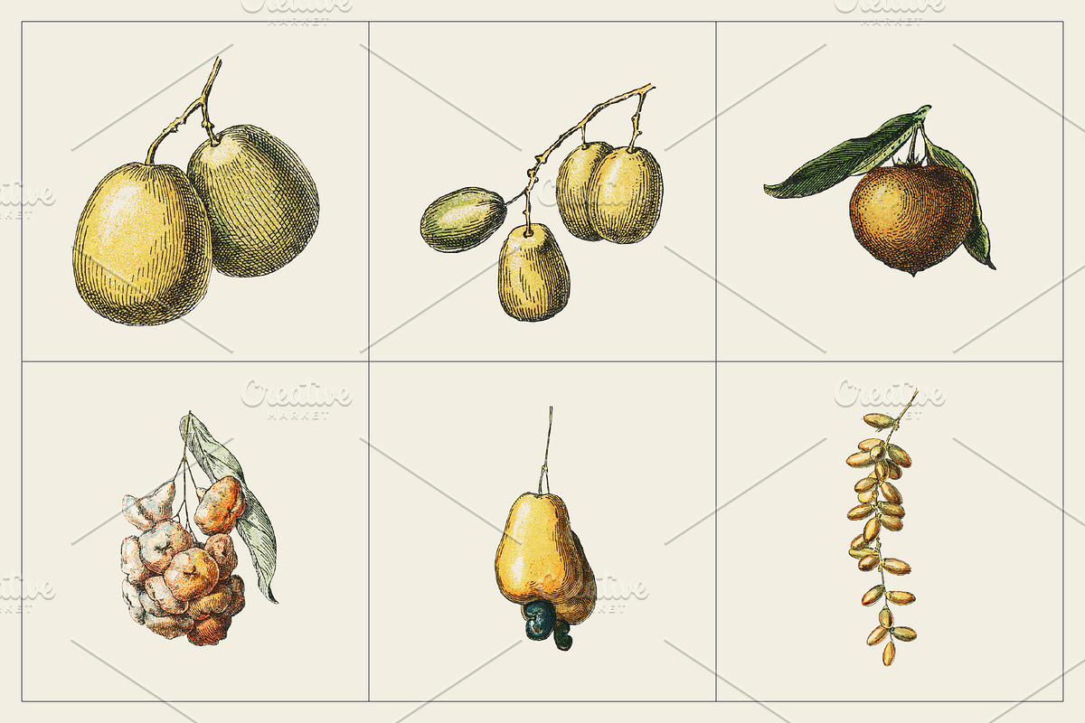Fruit and Vegetable Art Collection, a Food Illustration by Illusiongraphic (Photo 11 of 14)