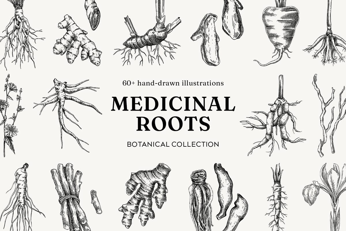 Medicinal Roots Illustrations Set, a Healthcare Illustration by Yevheniia (Photo 1 of 12)