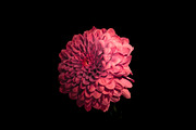 Moody Botanical Chrysanthemum Photos, a Nature Photo by Silent Nature (Thumbnail 6 of 6)