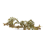 Withered potato tuber 2, an Environmental 3D Model by AndrewWhite (Thumbnail 7 of 10)