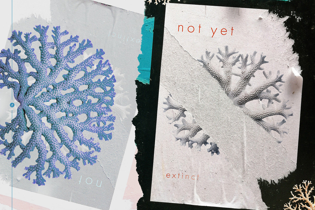 Fantastic Corals, an Object Graphic by Freezerondigital (Photo 6 of 10)