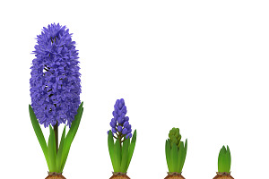 Hyacinthus Orientalis