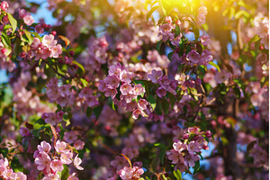 Soft white flowers bloom vibrantly, a Nature Photo by darksoul72