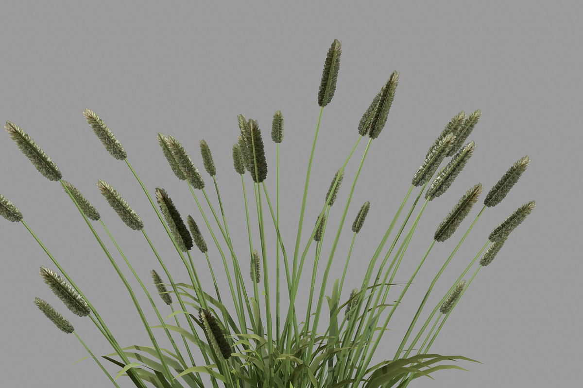 Shrub 2, an Environmental 3D Model by AndrewWhite (Photo 3 of 14)