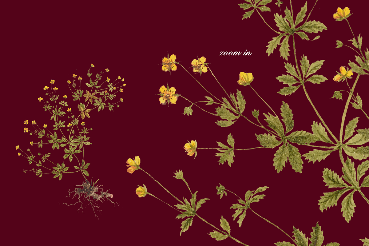 Distribution of English Plants, a Decorative Illustration by Lilithcollageart (Photo 7 of 8)