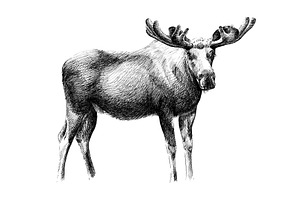 Hand Drawn Moose, Sketch Graphics Mo