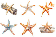 Starfish Watercolor Clipart Bundle, an Illustration by Pixels.Craft (Thumbnail 6 of 8)