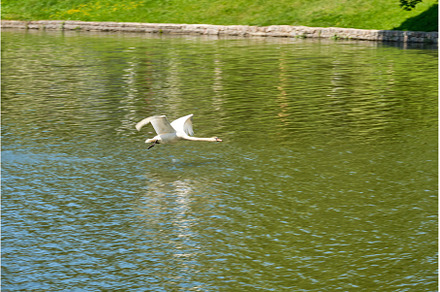 A white swan takes off in the pond, an Animal Photo by PhotoXab