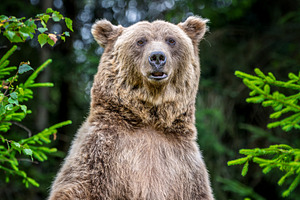 Brown bear standing upright among lush green foliage in a forest, an Animal Photo by Byrdyak