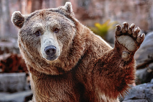 Brown bear with a friendly expressio, an Animal Photo by Perpis