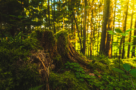 Beautiful green moss on the floor m stock photo containing background and, a Nature Photo by MadPhotos