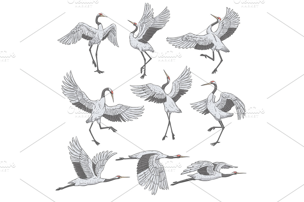 Set of white cranes in different, an Animal Illustration by Sabelskaya