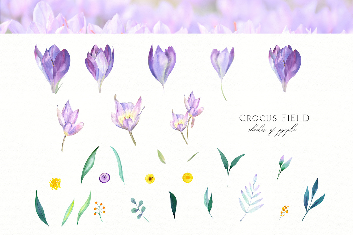 Spring Crocus Flowers Watercolor set, an Illustration by Olga Koelsch (Photo 7 of 8)