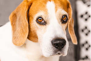Beagle purebred dog close-up, an Animal Photo by MadPhotos