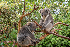 Two koalas resting on tree branches in Kangaroo Island, Australi