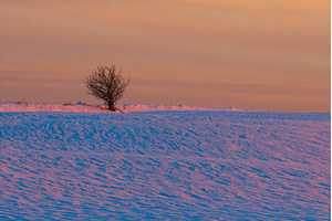 Silent winter solitude. Solitary, a Nature Photo by Lukas Jonaitis SHOP