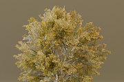 The Siberian Elm Tree, a Plants & Tree 3D Model by FuturePastCreatives (Thumbnail 7 of 8)