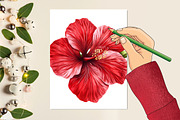 Hibiscus Flower Bloom Clipart, an Illustration by Rose Art (Thumbnail 5 of 6)