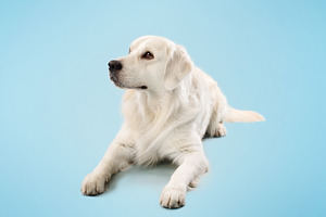 Domestic animal. Pretty golden retriever dog lying on floor on blue studio back, a Photo by Prostock-Studio