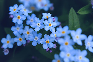 Bright blue flowers close up., a Nature Photo by Sir13