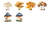 Mushrooms Clipart, an Illustration by Design Market (Thumbnail 3 of 4)