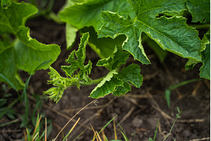 Young squash plant growing in garden, a Nature Photo by volodymyrshtun13795