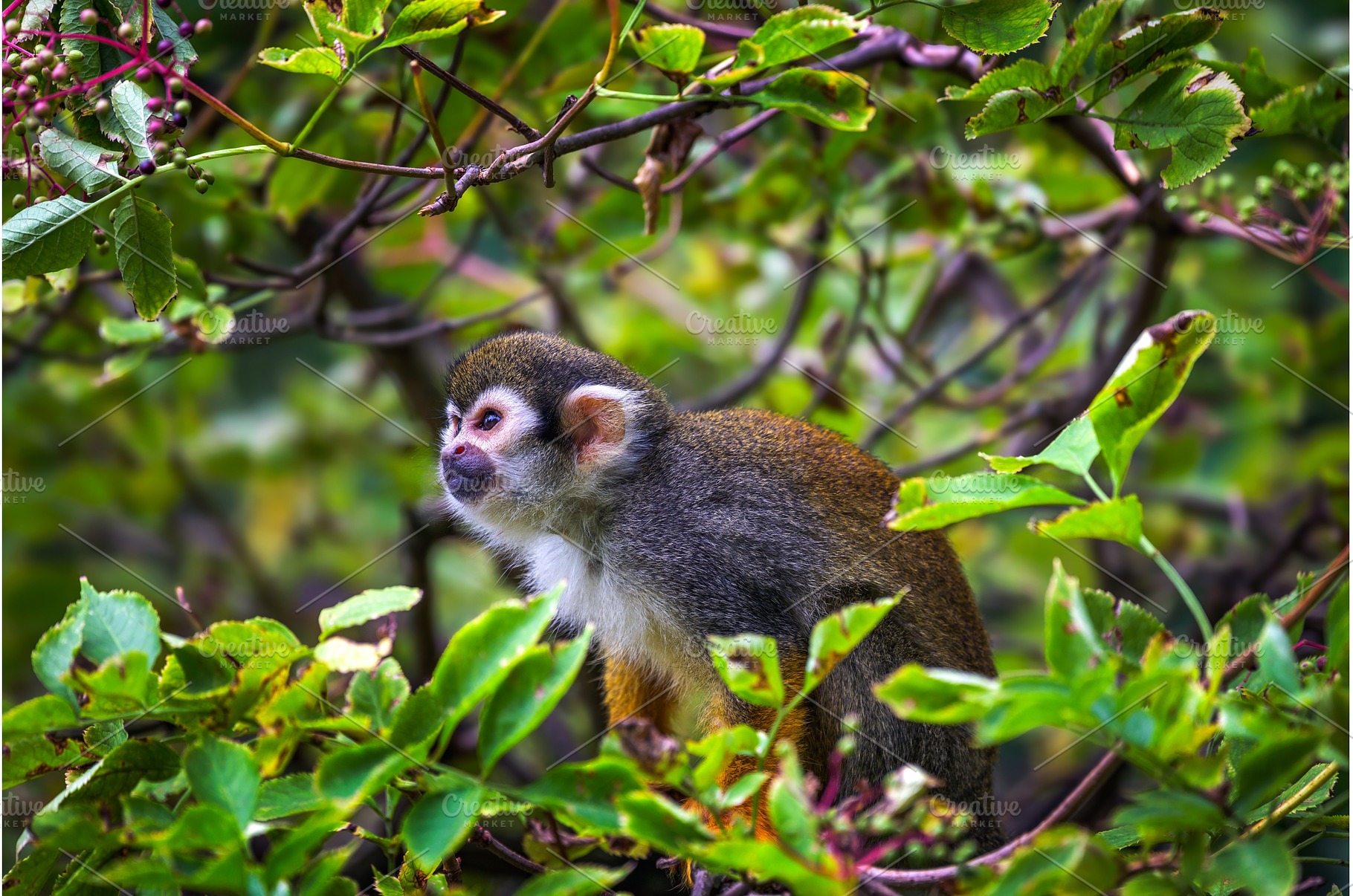 Common squirrel monkey sitting on a, an Animal Photo by Nick Fox