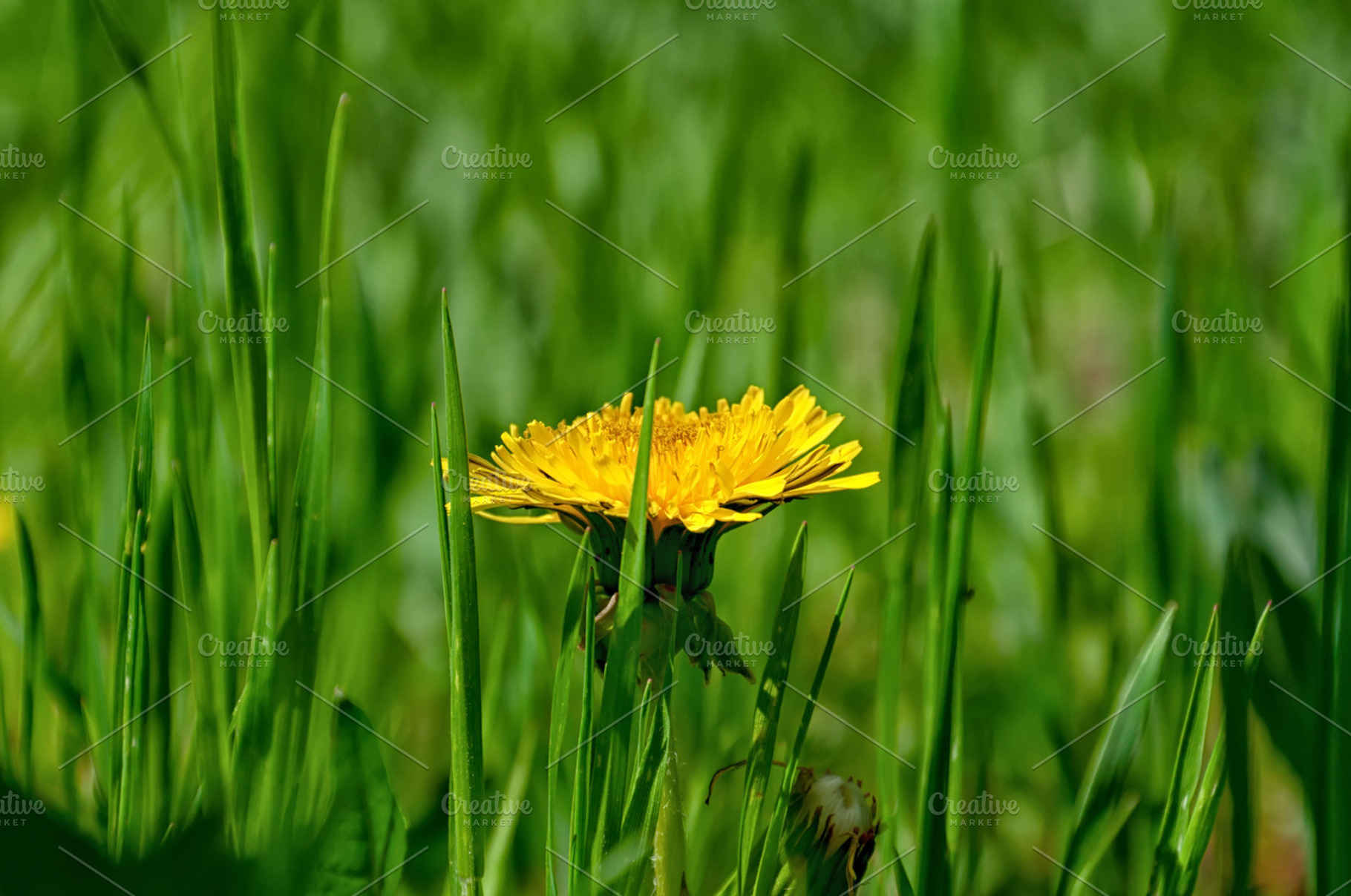 Dandelion