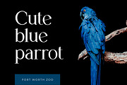 Mangolaine Elegant Serif Font, a Serif Font by UICreative (Thumbnail 4 of 13)