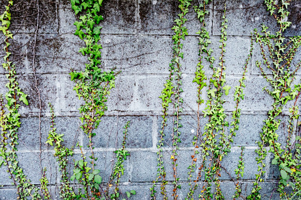 Grey brick wall with plants around, an Abstract Photo by José Manuel Gelpi