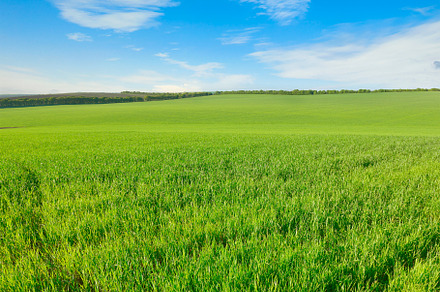 Wheat field and blue sky., a Nature Photo by Serg64