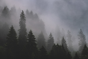 Foggy forest stock photo containing alps mountains and alps summer