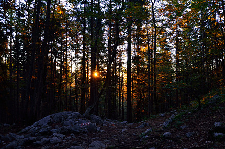 Beautiful Autumn Landscape Forest Containing Autumn Leaves And Leaf preview 6