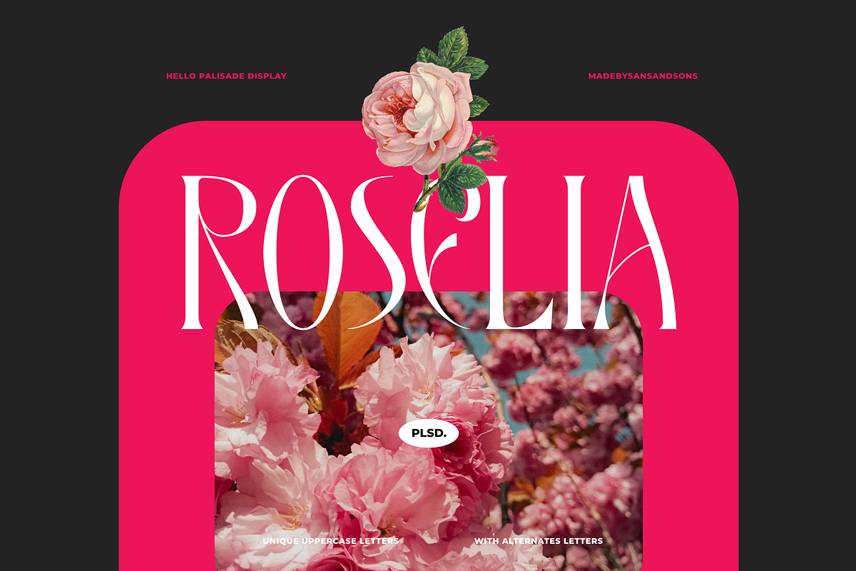 Hello Palisade Family, a Serif Font by Sans & Sons (Photo 5 of 10)