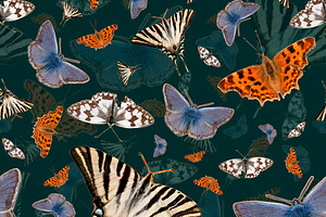 European Butterflies