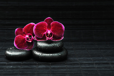 Spa concept orchid and stones featuring stone, beauty, and orchid, a Health & Medical Photo by Lenka_X