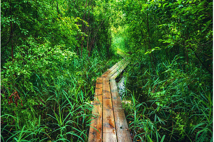 Summer moody forest, a Nature Photo by Nature and travel