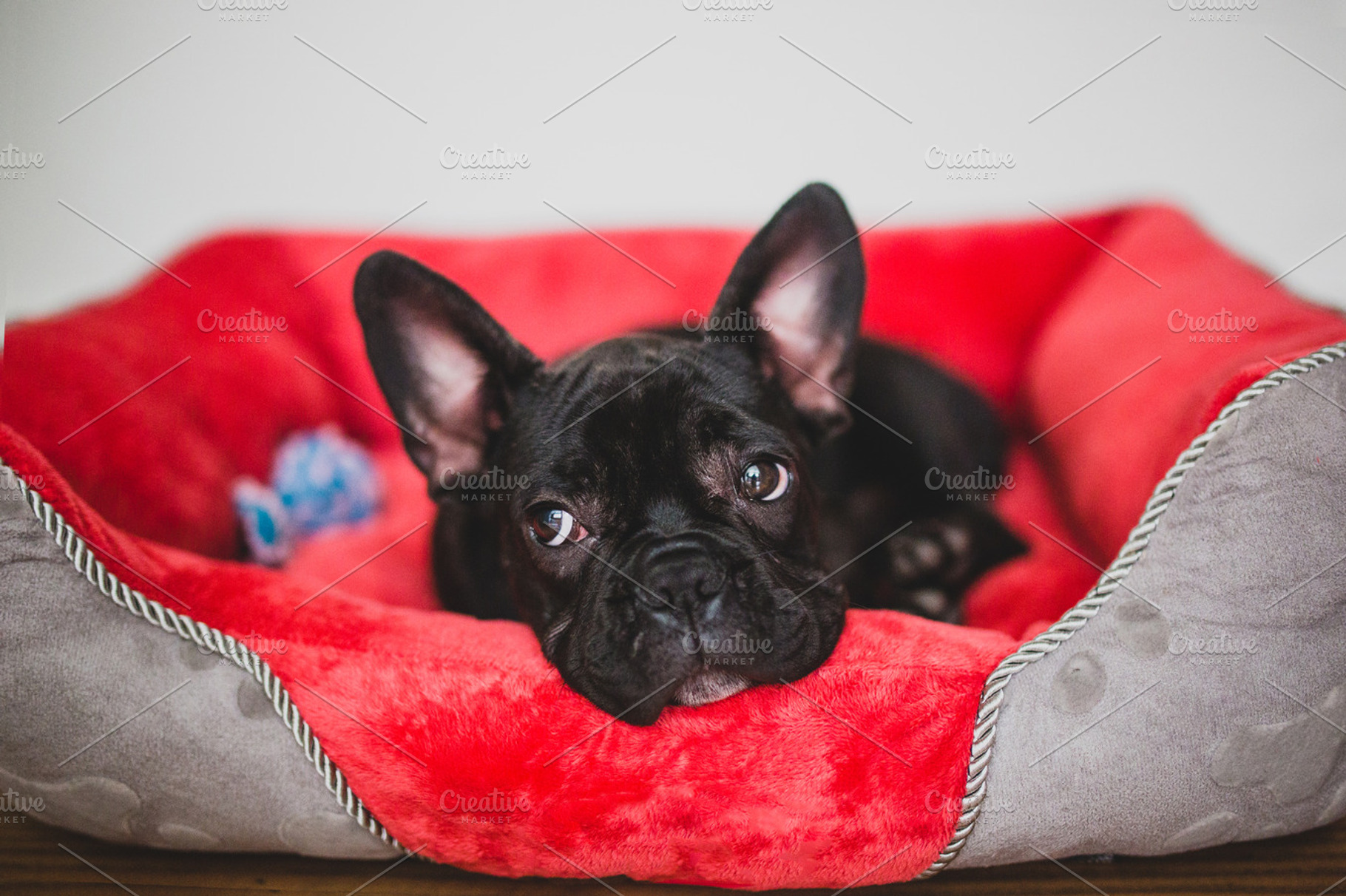 French Bulldog Stock Photograph